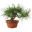 Pinus thunbergii, 16 cm, ± 10 years old