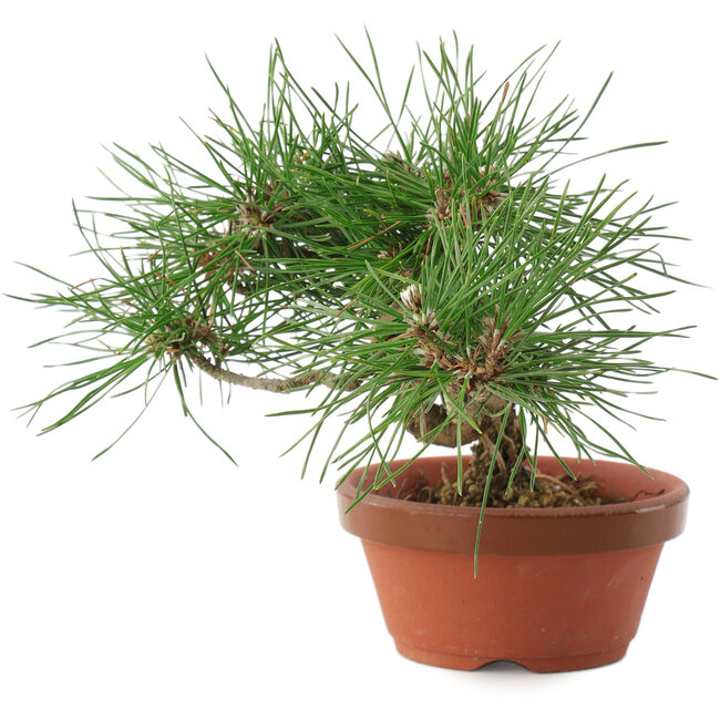 Pinus thunbergii, 16 cm, ± 10 years old