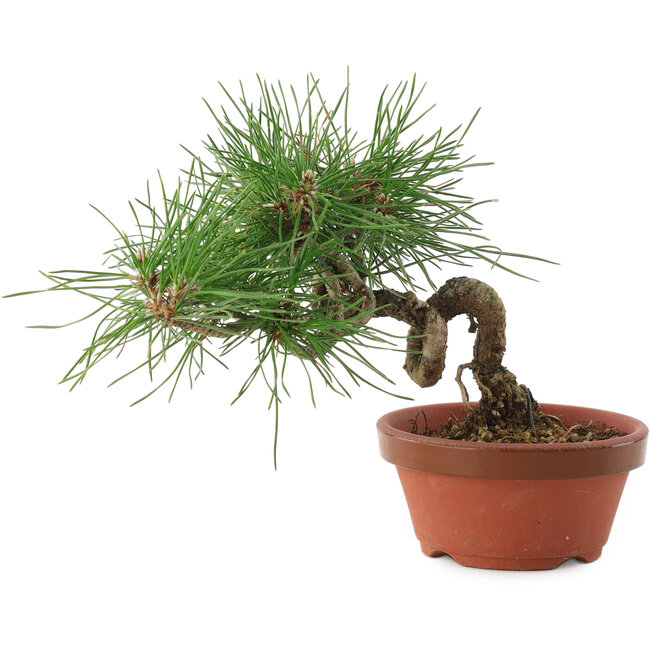 Pinus thunbergii, 16 cm, ± 10 Jahre alt