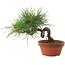 Pinus thunbergii, 16 cm, ± 10 jaar oud