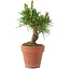 Pinus thunbergii, 14,5 cm, ± 10 jaar oud
