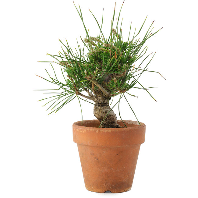 Pinus thunbergii, 16 cm, ± 10 jaar oud