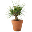 Pinus thunbergii, 16 cm, ± 10 years old