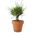 Pinus thunbergii, 16 cm, ± 10 years old