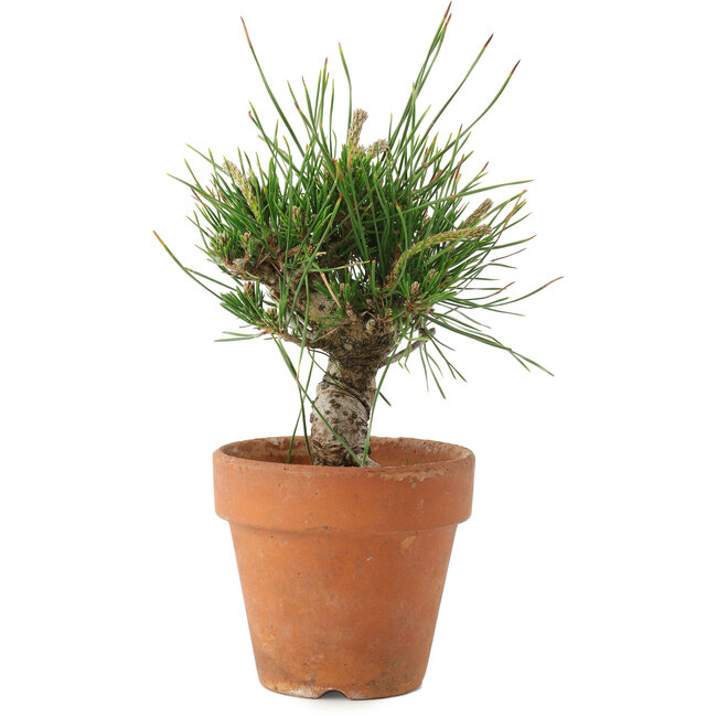Pinus thunbergii, 16 cm, ± 10 Jahre alt