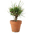 Pinus thunbergii, 16 cm, ± 10 jaar oud