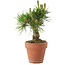 Pinus thunbergii, 14,5 cm, ± 10 jaar oud