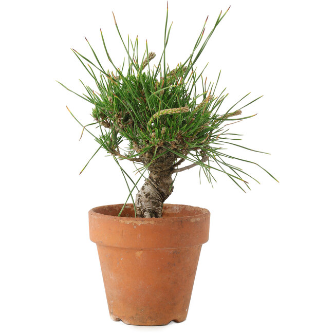 Pinus thunbergii, 16 cm, ± 10 years old