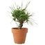 Pinus thunbergii, 16 cm, ± 10 ans