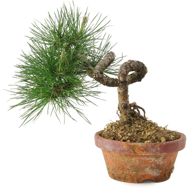 Pinus thunbergii, 19,5 cm, ± 10 ans