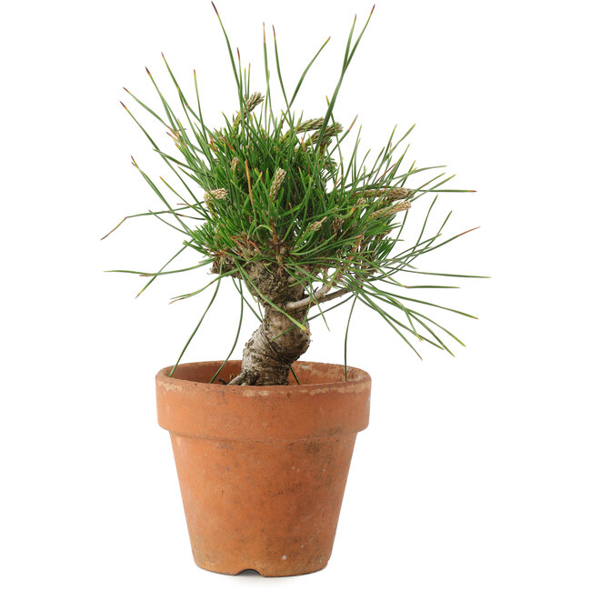 Pinus thunbergii, 16 cm, ± 10 años