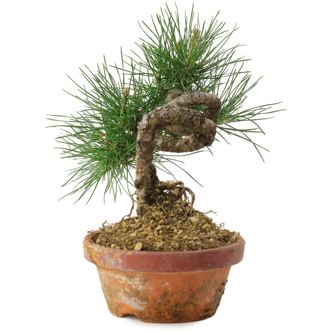 Pinus thunbergii, 19,5 cm, ± 10 years old