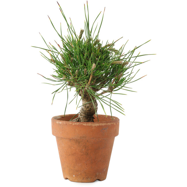 Pinus thunbergii, 16 cm, ± 10 jaar oud