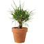 Pinus thunbergii, 16 cm, ± 10 jaar oud