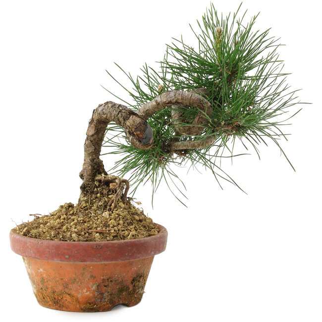 Pinus thunbergii, 19,5 cm, ± 10 Jahre alt