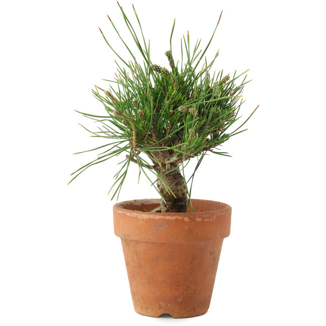 Pinus thunbergii, 16 cm, ± 10 years old