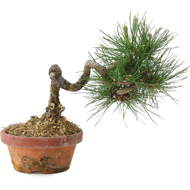 Pinus thunbergii, 19,5 cm, ± 10 Jahre alt