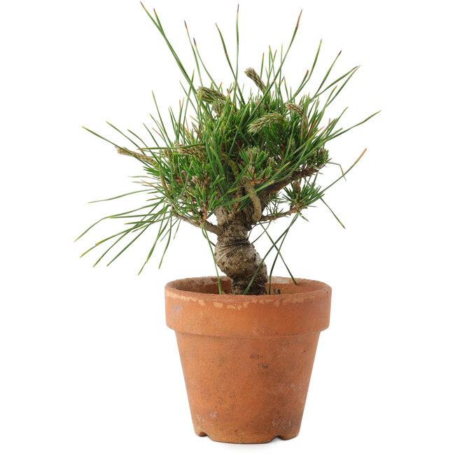 Pinus thunbergii, 16 cm, ± 10 años