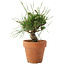 Pinus thunbergii, 16 cm, ± 10 jaar oud