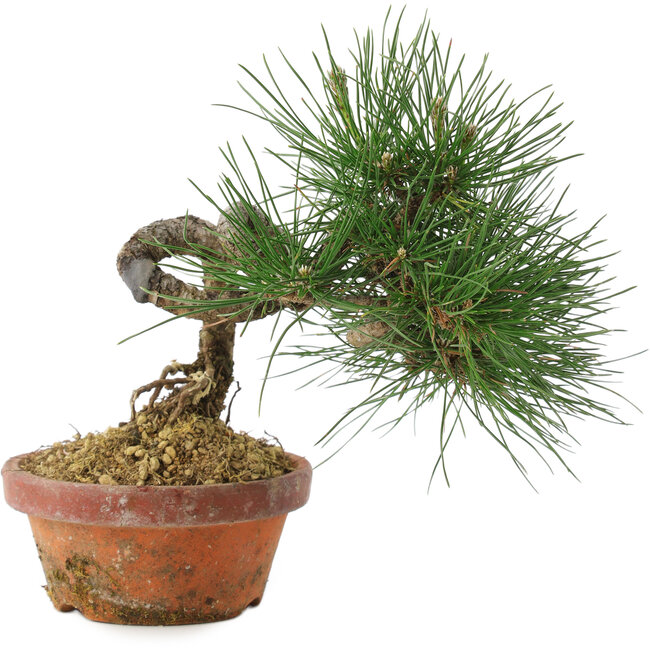 Pinus thunbergii, 19,5 cm, ± 10 Jahre alt
