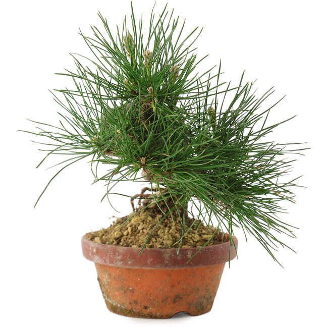 Pinus thunbergii, 19,5 cm, ± 10 years old