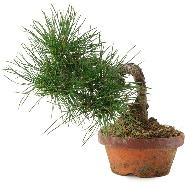 Pinus thunbergii, 19,5 cm, ± 10 ans