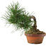 Pinus thunbergii, 19,5 cm, ± 10 jaar oud
