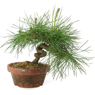 Pinus thunbergii, 16 cm, ± 10 years old