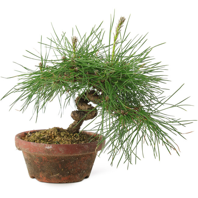 Pinus thunbergii, 16 cm, ± 10 years old