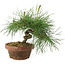 Pinus thunbergii, 16 cm, ± 10 ans