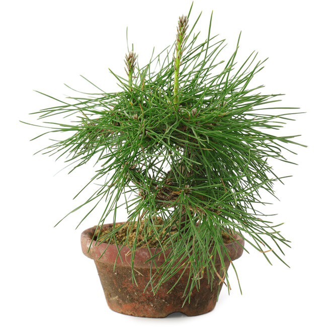 Pinus thunbergii, 16 cm, ± 10 ans