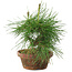 Pinus thunbergii, 16 cm, ± 10 years old