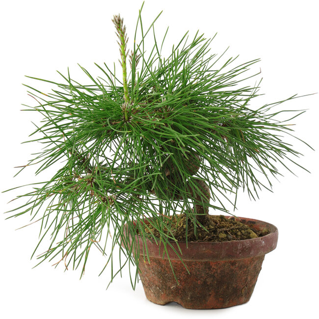 Pinus thunbergii, 16 cm, ± 10 years old