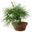 Pinus thunbergii, 16 cm, ± 10 years old