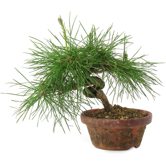 Pinus thunbergii, 16 cm, ± 10 years old