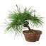 Pinus thunbergii, 16 cm, ± 10 years old