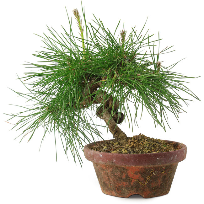 Pinus thunbergii, 16 cm, ± 10 ans