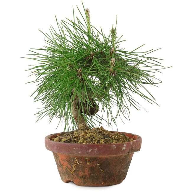 Pinus thunbergii, 16 cm, ± 10 Jahre alt