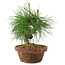 Pinus thunbergii, 16 cm, ± 10 years old