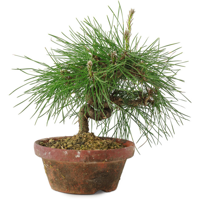 Pinus thunbergii, 16 cm, ± 10 jaar oud