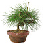 Pinus thunbergii, 16 cm, ± 10 jaar oud