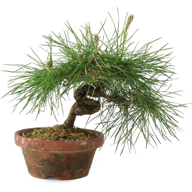 Pinus thunbergii, 16 cm, ± 10 años