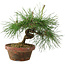 Pinus thunbergii, 16 cm, ± 10 ans
