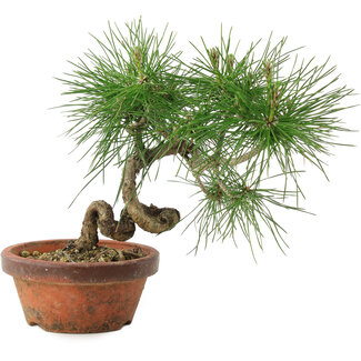 Pinus thunbergii, 19,5 cm, ± 10 years old