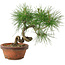 Pinus thunbergii, 19,5 cm, ± 10 years old