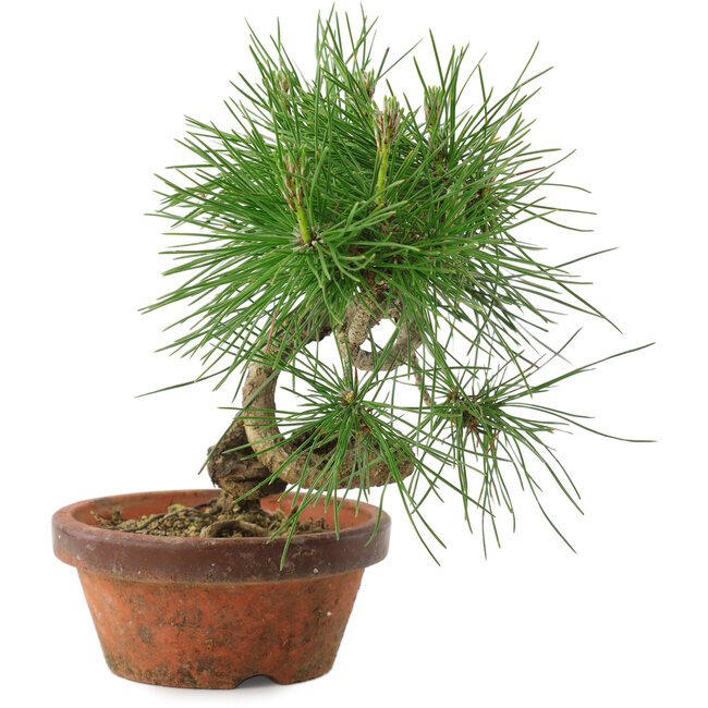 Pinus thunbergii, 19,5 cm, ± 10 ans