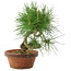 Pinus thunbergii, 19,5 cm, ± 10 años
