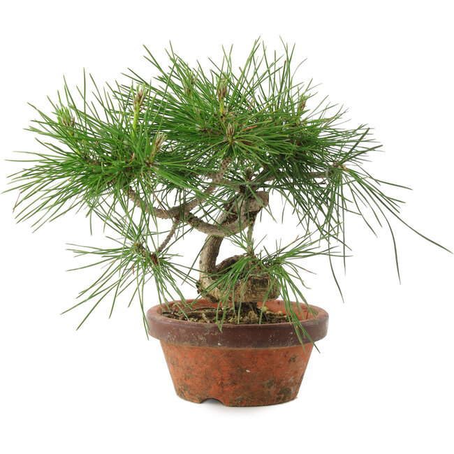 Pinus thunbergii, 19,5 cm, ± 10 jaar oud