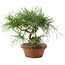 Pinus thunbergii, 19,5 cm, ± 10 jaar oud