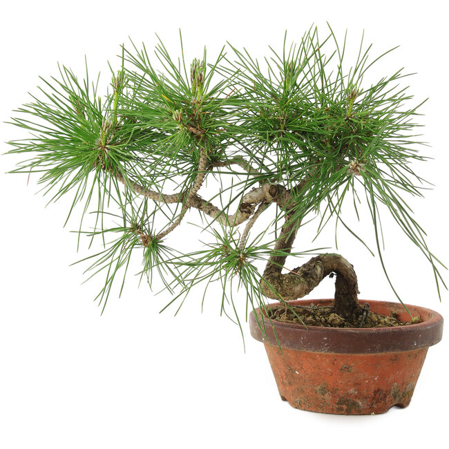 Pinus thunbergii, 19,5 cm, ± 10 ans